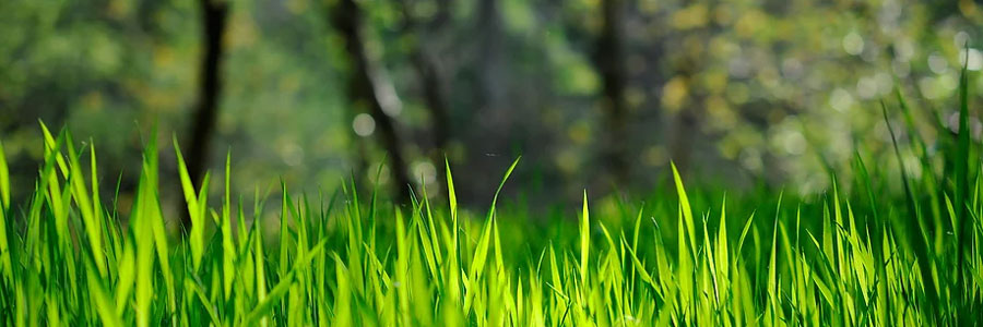 SAMPLE-blades-of-grass