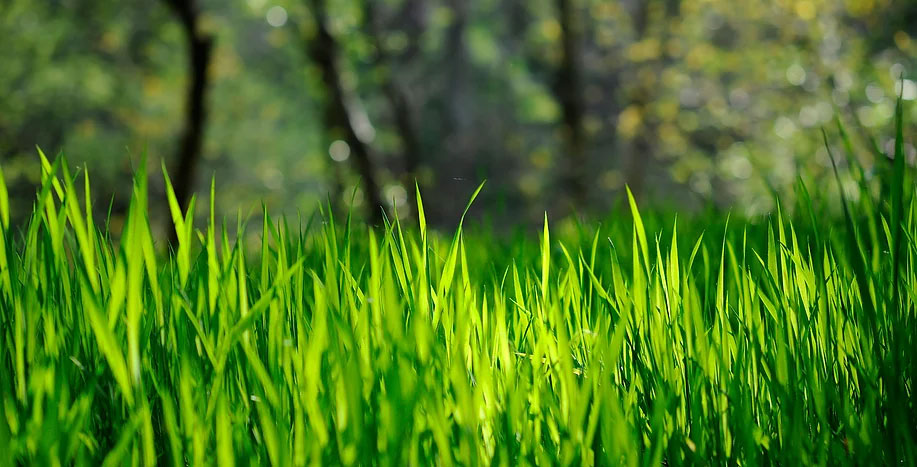 grass