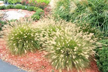 ornamental-grass