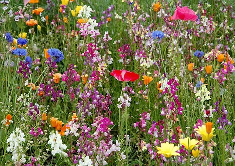 flowers