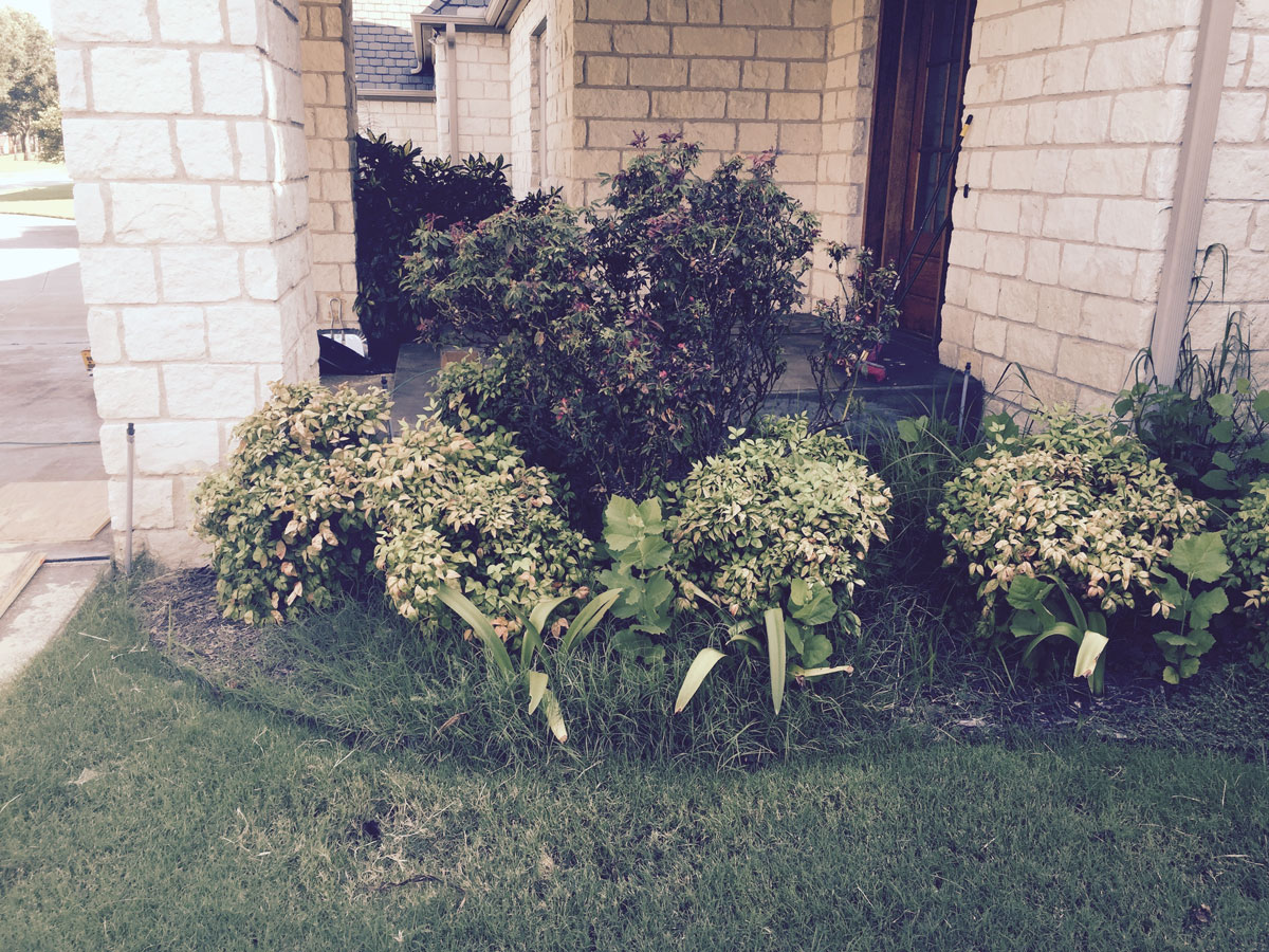 lawn